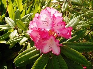 DSCN5450