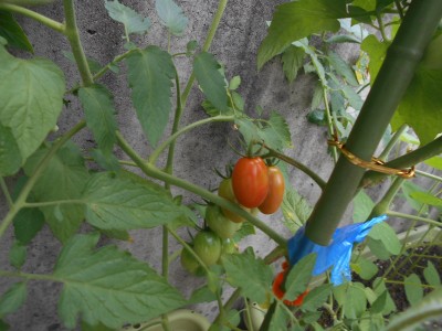 DSCN0761