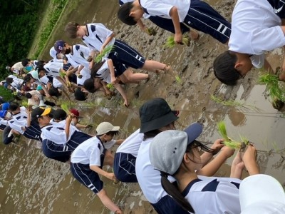 田植え８