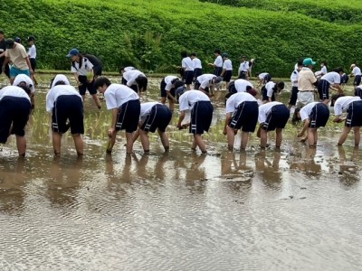 田植え６