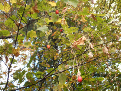 DSCN6203
