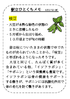 5月27日（水）_【旬の食材】　枝豆.pdfの1ページ目のサムネイル